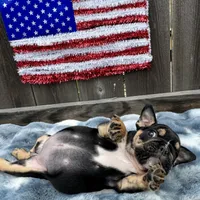 Female, Black Tri, a female English Bulldog for sale in Houston, TX – 5 of 6