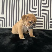Male, Fawn and White, a male English Bulldog for sale in Houston, TX – 3 of 7