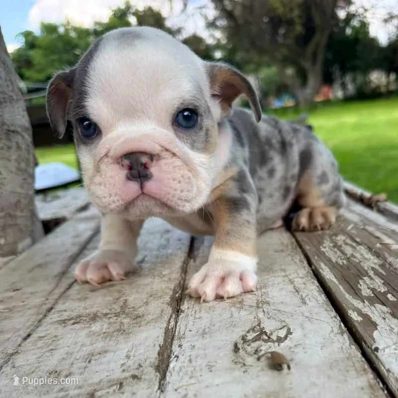 Female , Blue Tri Merle – English Bulldog puppy for sale in Houston, TX