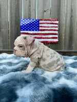 Male, Velvet, a male English Bulldog for sale in Houston, TX – 7 of 9