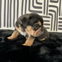 Male, Black Tri, a male English Bulldog for sale in Houston, TX – 5 of 6