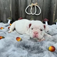 Female, White, a female English Bulldog for sale in Houston, TX – 4 of 6