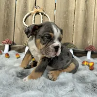 Male, Black Tri Merle, a male English Bulldog for sale in Houston, TX – 6 of 7