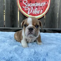 Male, Lilac and White, a male English Bulldog for sale in Houston, TX – 3 of 7