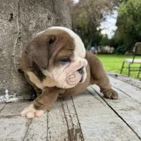 Male, Brown and White, a male English Bulldog for sale in Houston, TX – 6 of 7