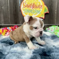 Male, Fawn Merle, a male English Bulldog for sale in Houston, TX – 5 of 7