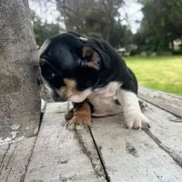 Male, Black Tri, a male English Bulldog for sale in Houston, TX – 3 of 7