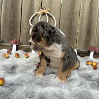 Male, Black Tri Merle, a male English Bulldog for sale in Houston, TX – 3 of 7