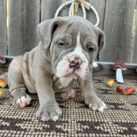 Female, Lilac Tri, a female English Bulldog for sale in Houston, TX – 2 of 6