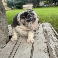 Male, Blue Tri Merle, a male English Bulldog for sale in Houston, TX – 5 of 6