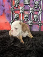 Male, Choco Tri, a male English Bulldog for sale in Houston, TX – 3 of 8