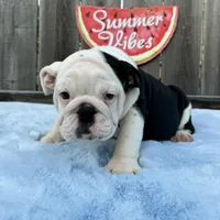 Female, Black and White, a female English Bulldog for sale in Houston, TX – 7 of 8