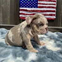 Male, Lilac Tri Merle, a male English Bulldog for sale in Houston, TX – 3 of 6