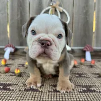 Male, Lilac Tri, a male English Bulldog for sale in Houston, TX – 2 of 7