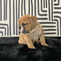 Male, Fawn and White, a male English Bulldog for sale in Houston, TX – 2 of 7