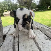 Female, Black Tri, a female English Bulldog for sale in Houston, TX – 3 of 6