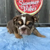 Female, Choco Tri, a female English Bulldog for sale in Houston, TX – 8 of 10
