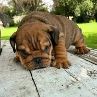 Male, red, a male English Bulldog for sale in Houston, TX – 6 of 8