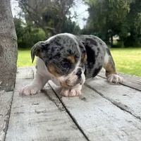 Female, Black Tri Merle, a female English Bulldog for sale in Houston, TX – 4 of 6