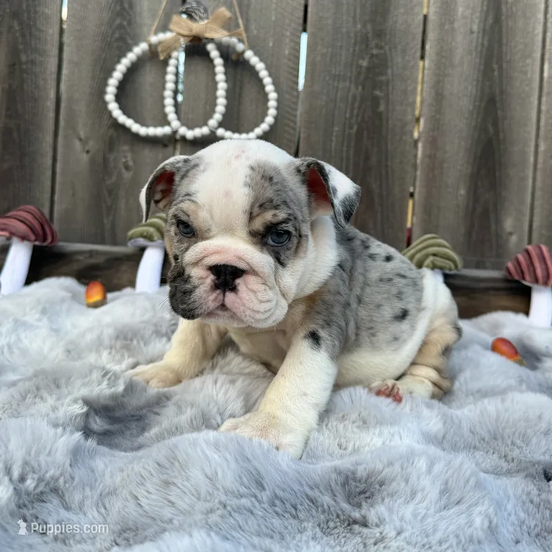 Female, Black Tri Merle – English Bulldog puppy for sale in Houston, TX