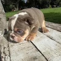 Male, Lilac Tri, a male English Bulldog for sale in Houston, TX – 3 of 7