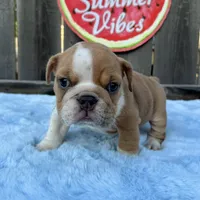 Male, Lilac and White, a male English Bulldog for sale in Houston, TX – 3 of 6