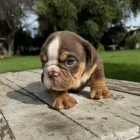 Male, Choco Tri, a male English Bulldog for sale in Houston, TX – 3 of 6