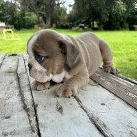 Male, Lilac Tri, a male English Bulldog for sale in Houston, TX – 2 of 6