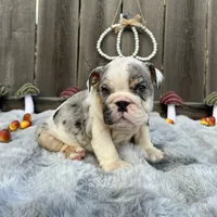 Female, Black Tri Merle, a female English Bulldog for sale in Houston, TX – 6 of 6