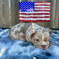Female, Lilac Tri Merle, a female English Bulldog for sale in Houston, TX – 4 of 8