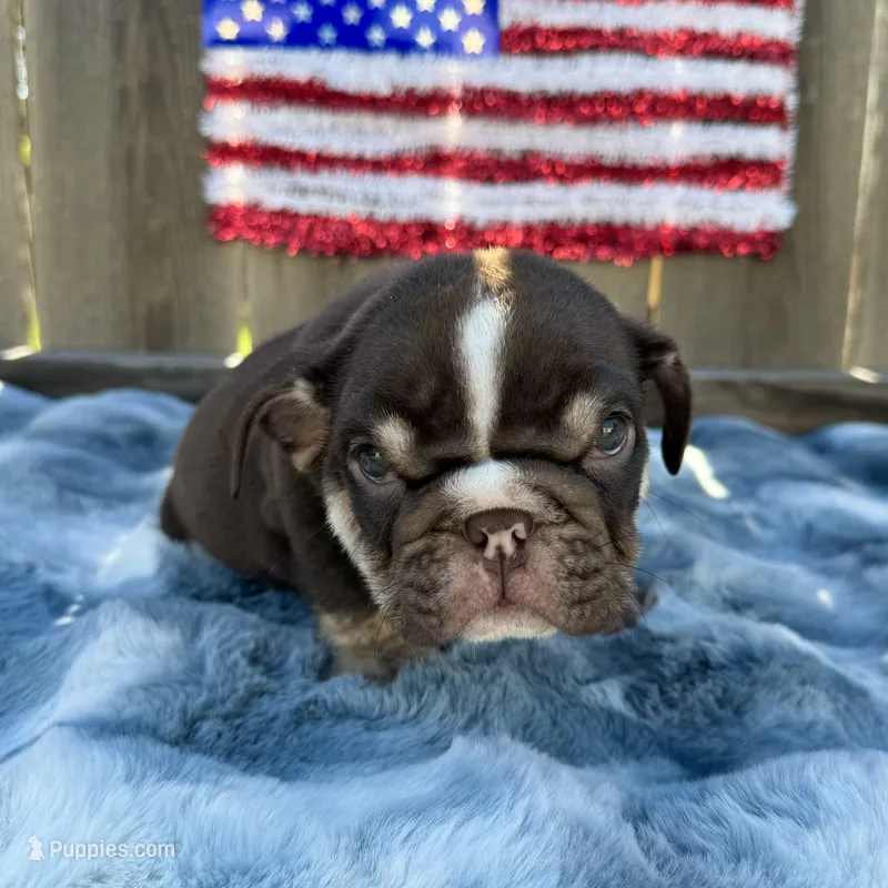 Male, Choco Tri – English Bulldog puppy for sale in Houston, TX