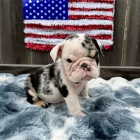 Male, Black Tri Merle, a male English Bulldog for sale in Houston, TX – 7 of 8