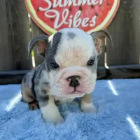 Male, Blue Tri Merle, a male English Bulldog for sale in Houston, TX – 5 of 5
