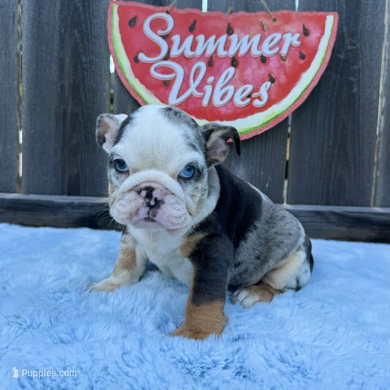 Female, Blue Tri Merle – English Bulldog puppy for sale in Houston, TX
