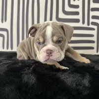 Female, Lilac Tri, a female English Bulldog for sale in Houston, TX – 5 of 6