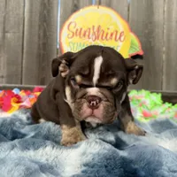 Male, Choco Tri, a male English Bulldog for sale in Houston, TX – 2 of 8