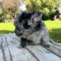 Male, Fluffy Black Tri Merle, a male French Bulldog for sale in Houston, TX – 3 of 5