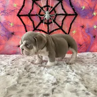 Male, Lilac Tri, a male English Bulldog for sale in Houston, TX – 3 of 9