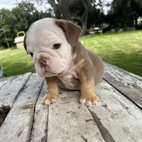 Female, Choco Tri, a female English Bulldog for sale in Houston, TX – 5 of 6