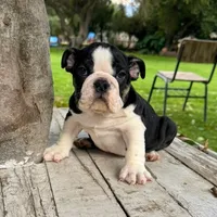 Male, Black and White, a male English Bulldog for sale in Houston, TX – 5 of 7