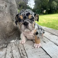 Female, Black Tri Merle, a female English Bulldog for sale in Houston, TX – 1 of 2