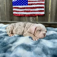 Male, Velvet, a male English Bulldog for sale in Houston, TX – 4 of 9