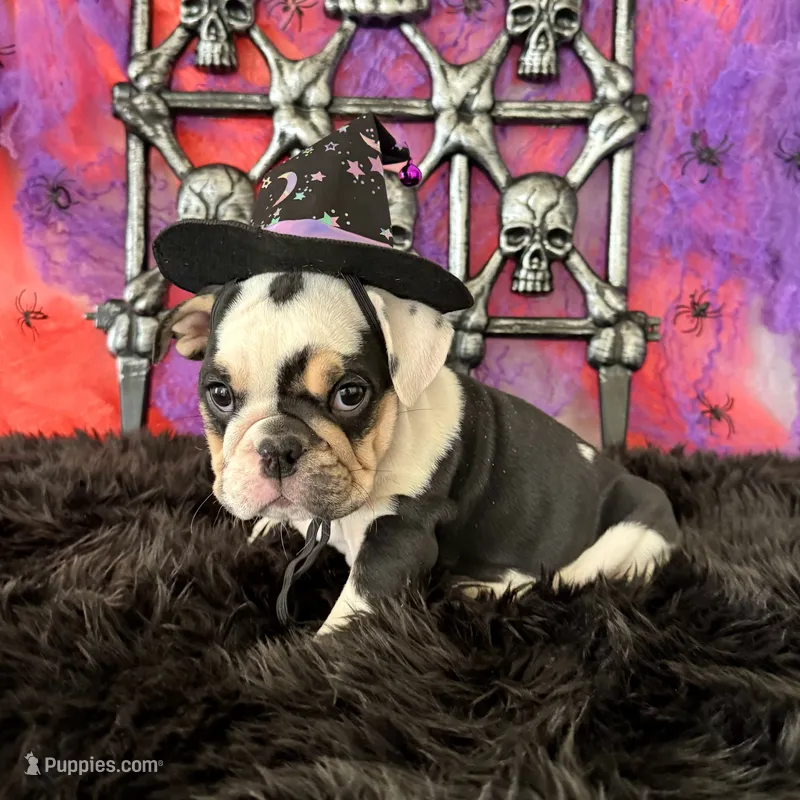 Female, Black Tri – English Bulldog puppy for sale in Houston, TX