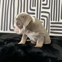 Female, Lilac Tri, a female English Bulldog for sale in Houston, TX – 2 of 6
