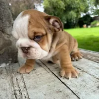 Male, Fawn and White, a male English Bulldog for sale in Houston, TX – 5 of 7