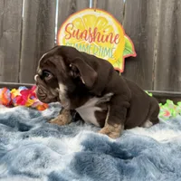 Male, Choco Tri, a male English Bulldog for sale in Houston, TX – 3 of 9