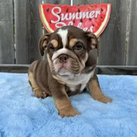 Female, Choco Tri, a female English Bulldog for sale in Houston, TX – 10 of 10
