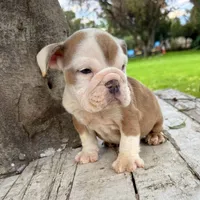 Male, Merle, a male English Bulldog for sale in Houston, TX – 6 of 8