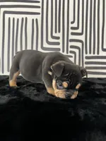 Male, Black Tri, a male English Bulldog for sale in Houston, TX – 7 of 8