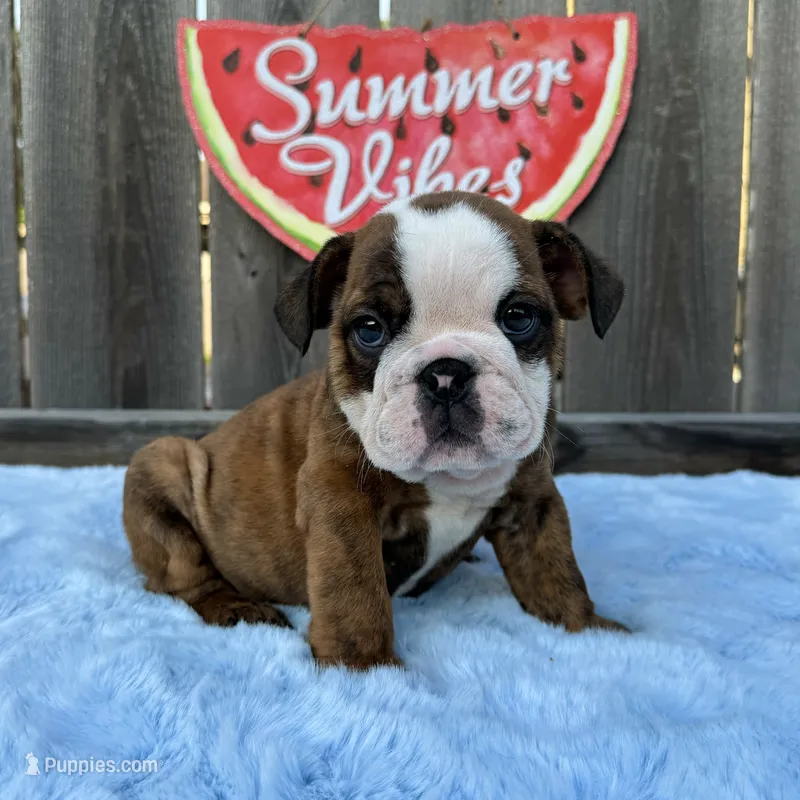 Male, Brindle – English Bulldog puppy for sale in Houston, TX